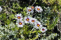 Image of Saldanha Bay felicia