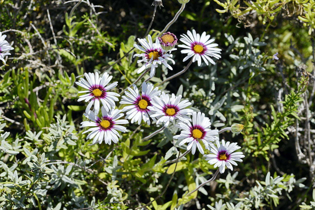 Image of Saldanha Bay felicia