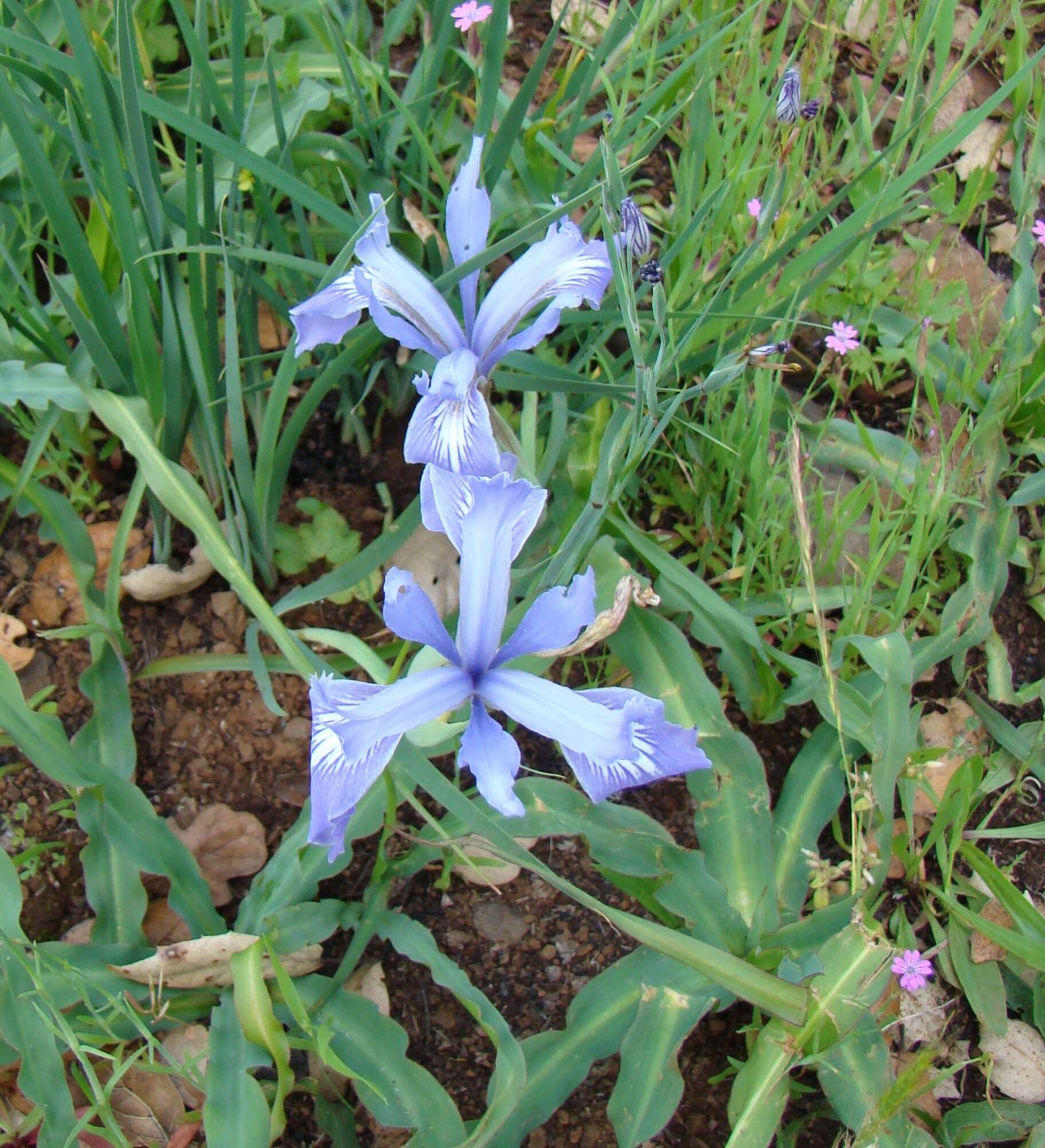 Image of bowltube iris