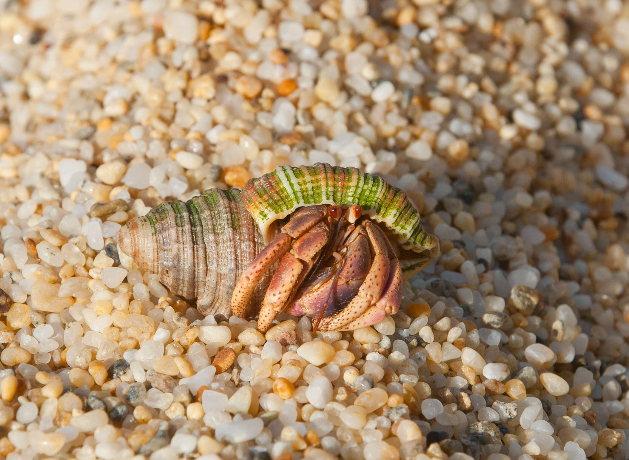 Image of Caribbean hermit crab