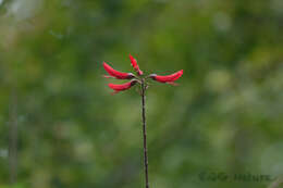 Image of Erythrina bidwillii Lindl.