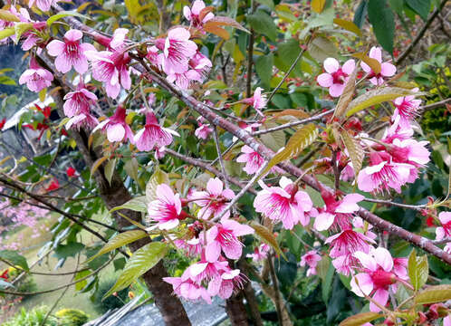 Plancia ëd Prunus cerasoides D. Don