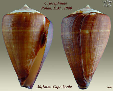 Conus josephinae Rolán 1980的圖片