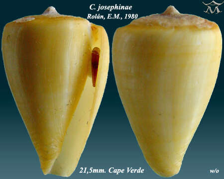 Image of Conus josephinae Rolán 1980