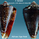 Image of Conus kersteni Tenorio, Afonso & Rolán 2008