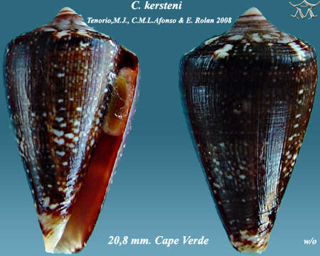 Image de Conus kersteni Tenorio, Afonso & Rolán 2008