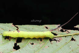 Image de Elibia dolichoides (Felder, C., Felder & R. 1874)