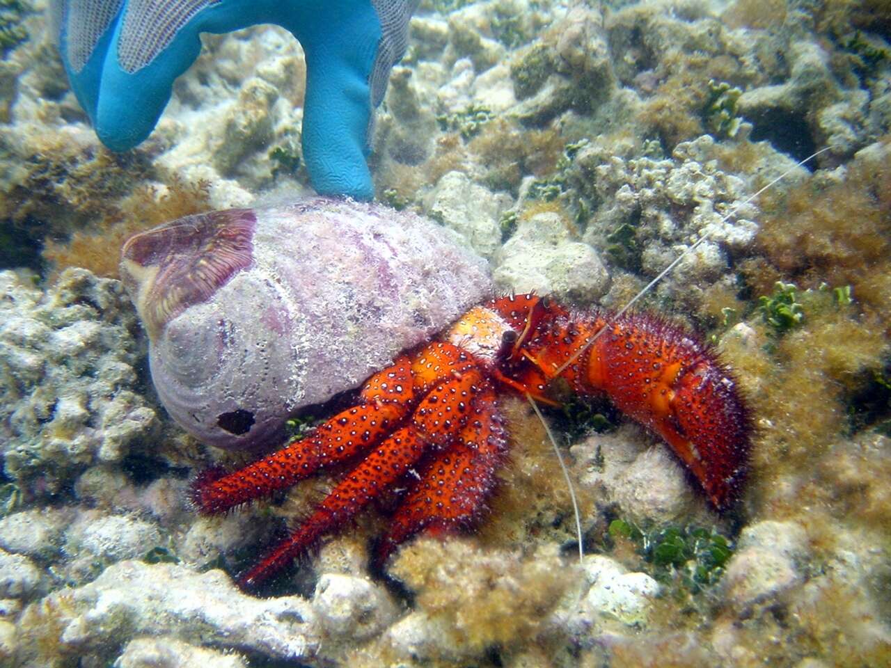 Image of Giant orange hermit crab