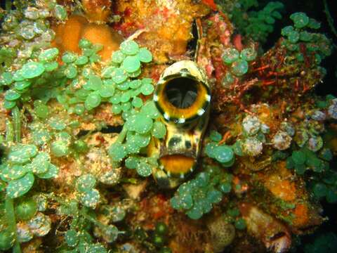 Image of Ox heart ascidian