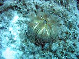 Image of Blue-Spotted Sea Urchin
