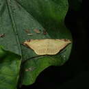 صورة Luxiaria phyllosaria Walker 1860