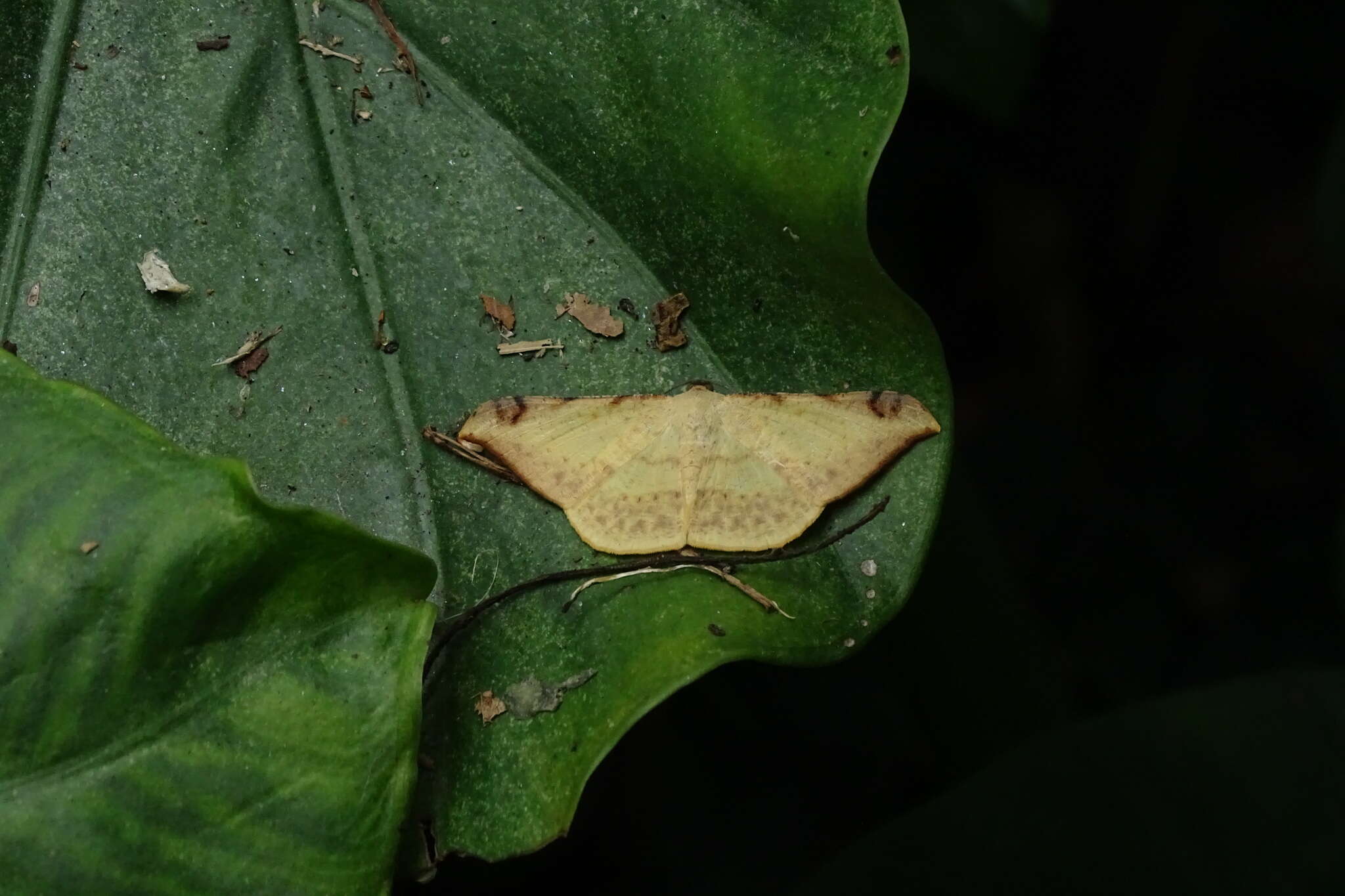 Image de Luxiaria phyllosaria Walker 1860