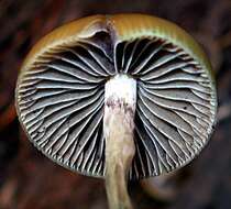 Plancia ëd Psilocybe aztecorum R. Heim 1957