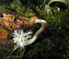 Plancia ëd Psilocybe aztecorum R. Heim 1957