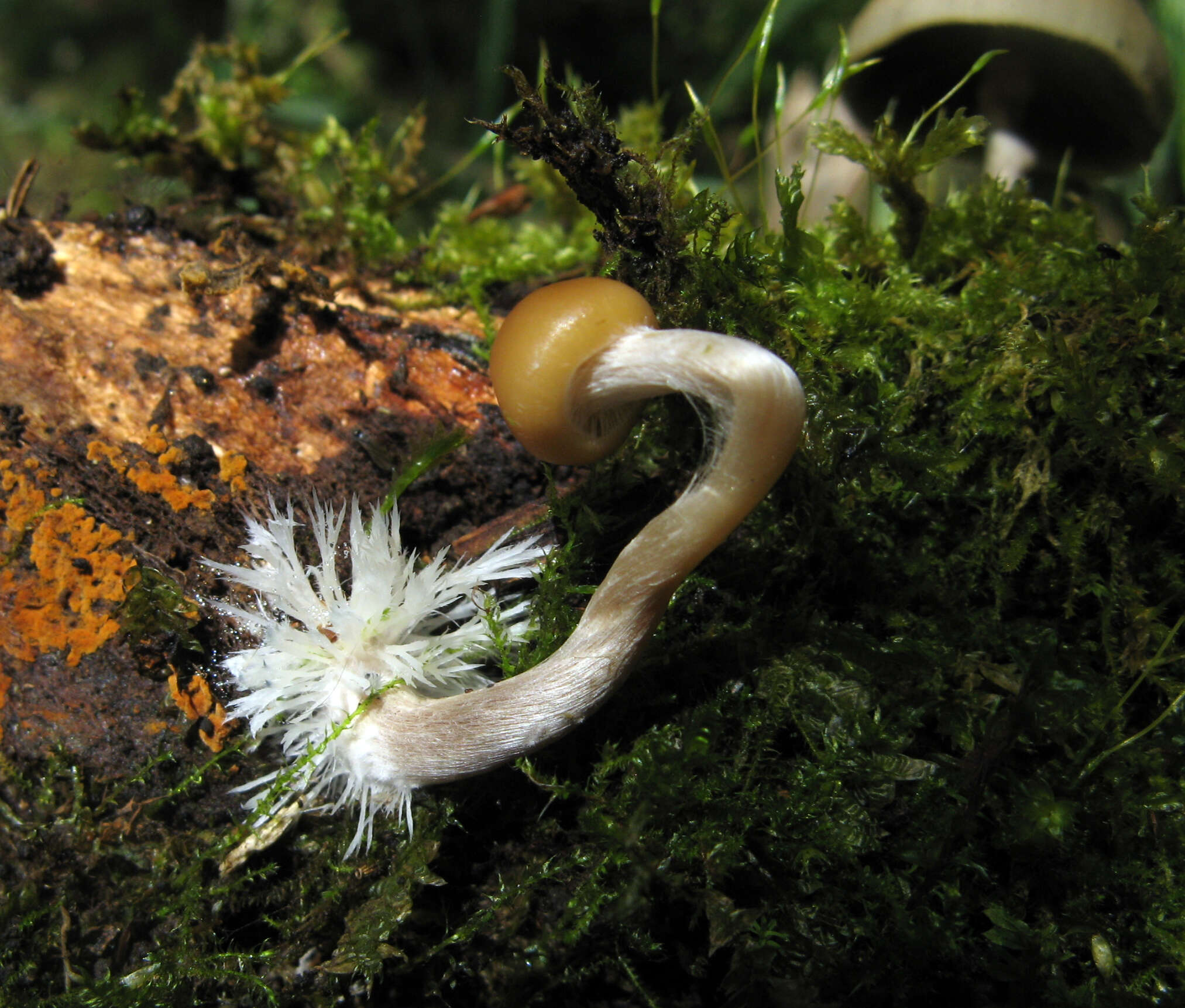 Plancia ëd Psilocybe aztecorum R. Heim 1957