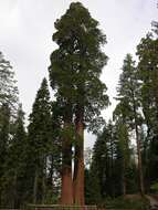 Image of giant sequoia