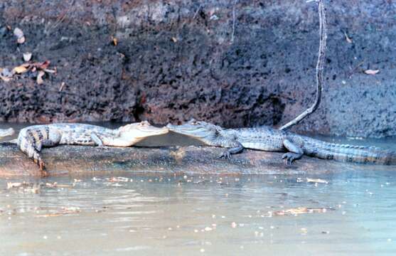 Image of Common Caiman