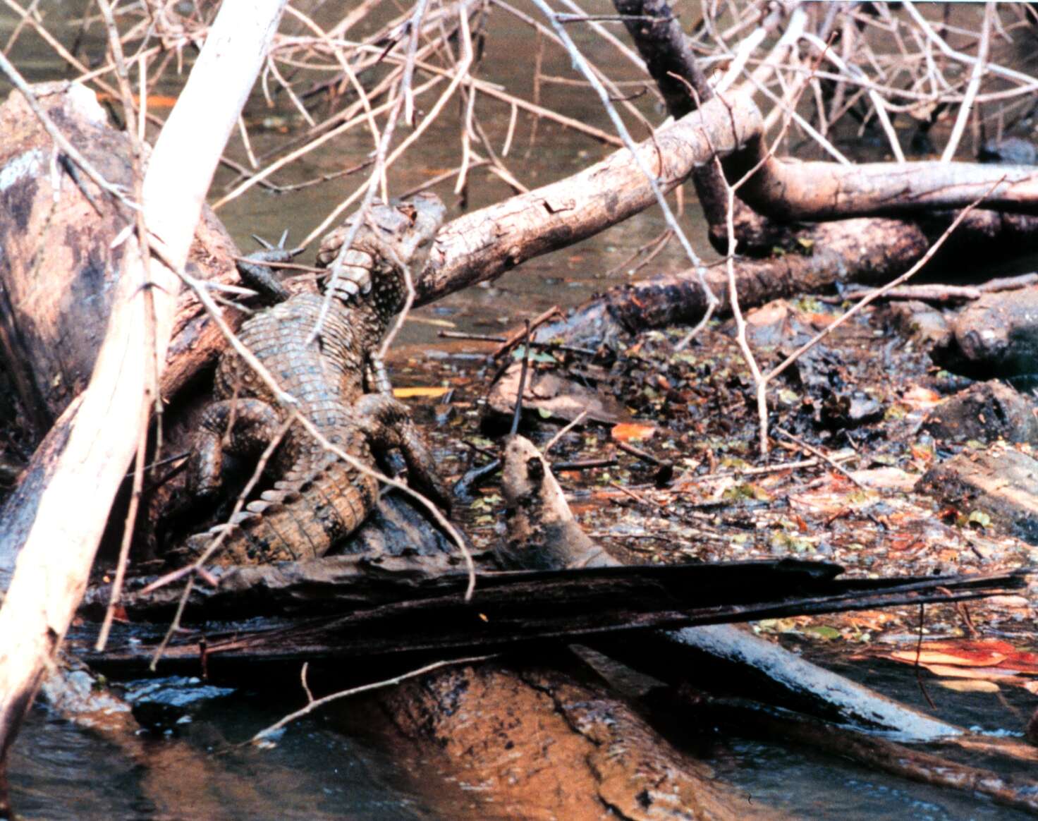 Image of Common Caiman