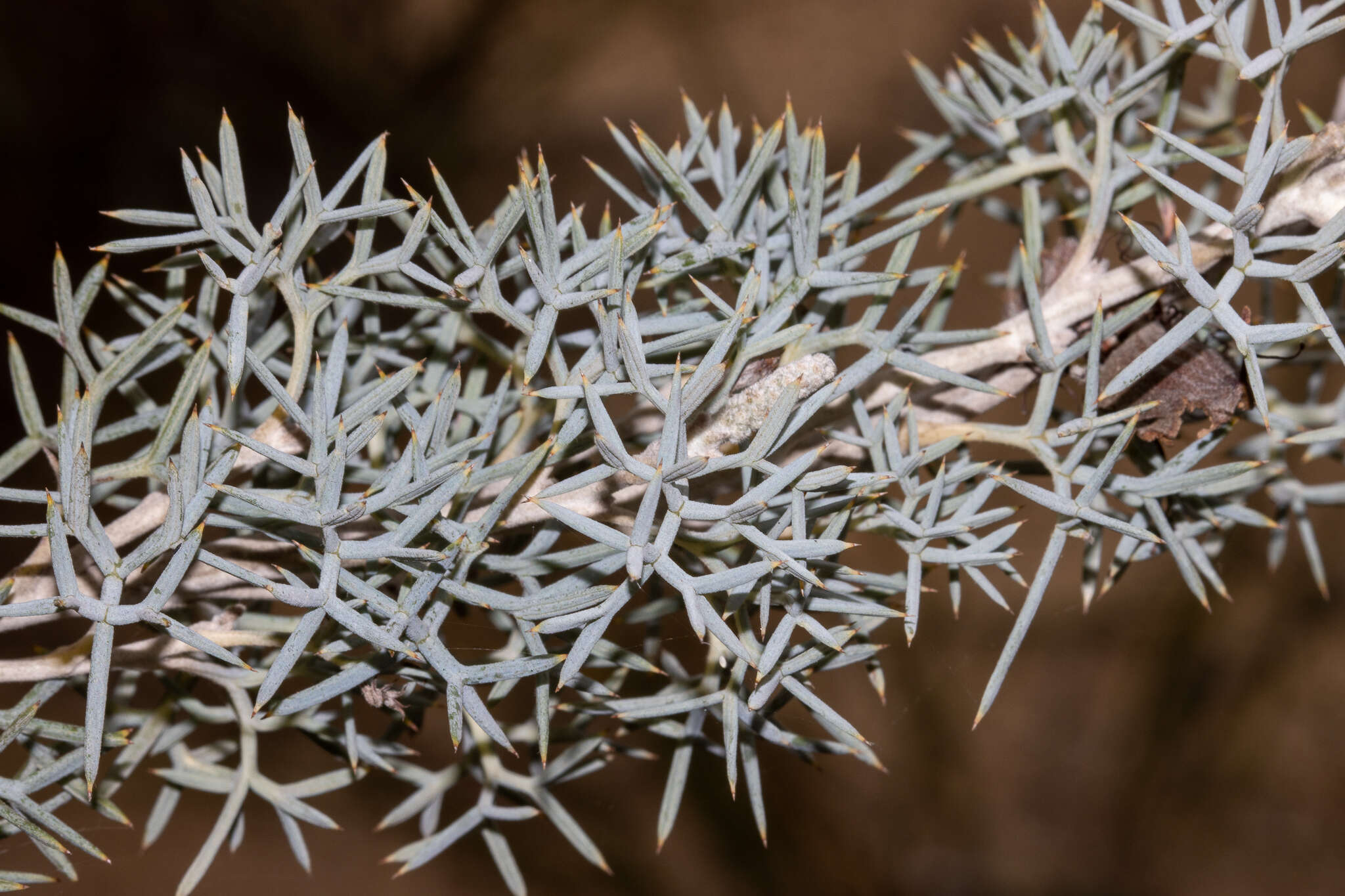 Image of Grevillea armigera Meissn.