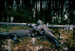 Image of alligators