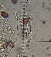 Image of Psilocybe aztecorum R. Heim 1957