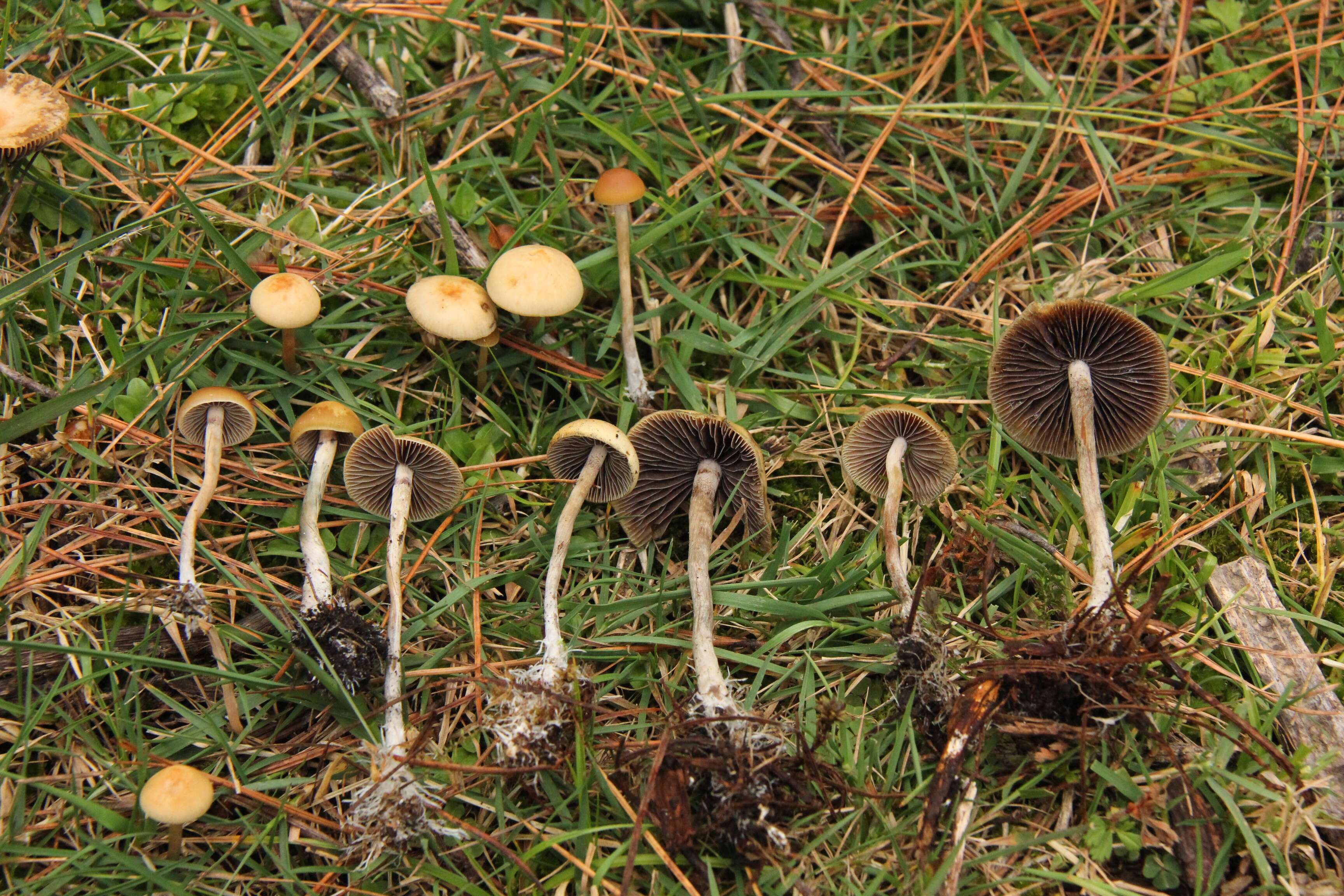 Plancia ëd Psilocybe aztecorum R. Heim 1957