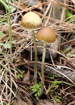 Plancia ëd Psilocybe aztecorum R. Heim 1957