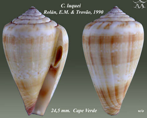 Image of Conus luquei