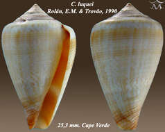 Image of Conus luquei