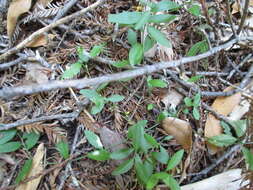 Image of California milkwort