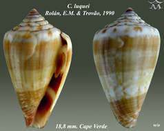 Image of Conus luquei