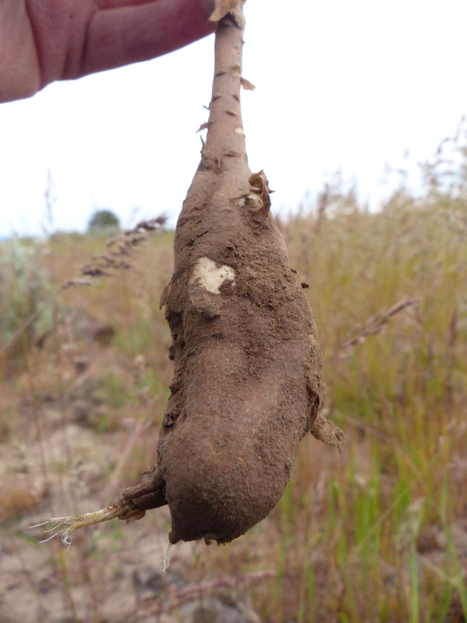 Image of bigseed biscuitroot