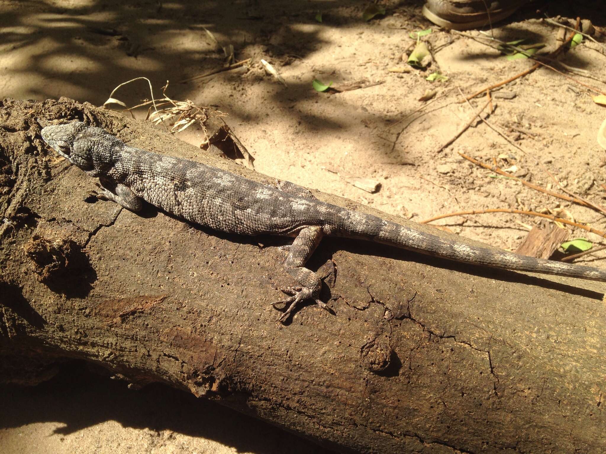 Image of Brazilian Bush Anole