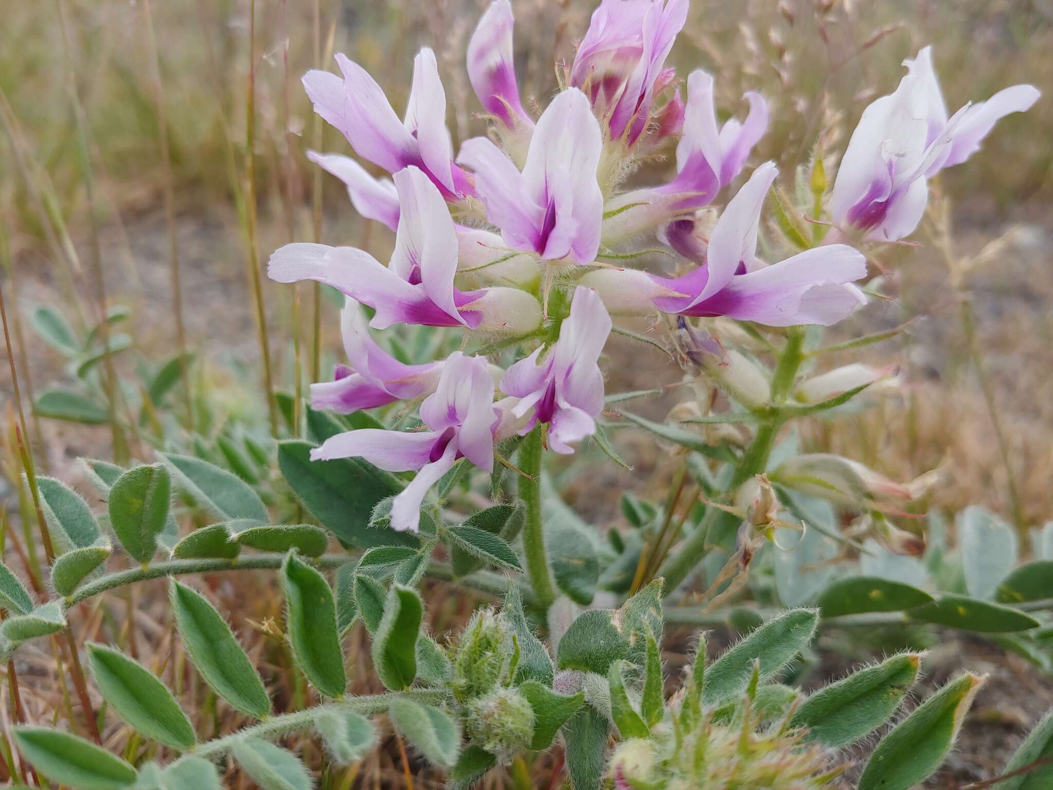 Image of Columbia milkvetch