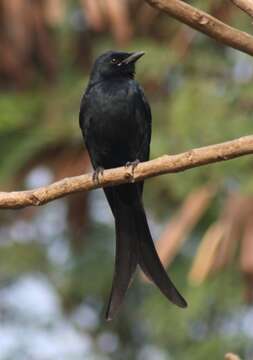 Image of Black Drongo