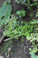 Selaginella devolii H. M. Chang, P. F. Lu & W. L. Chiou resmi