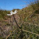 Image of Knowltonia crassifolia (Hook.) Christenh. & Byng