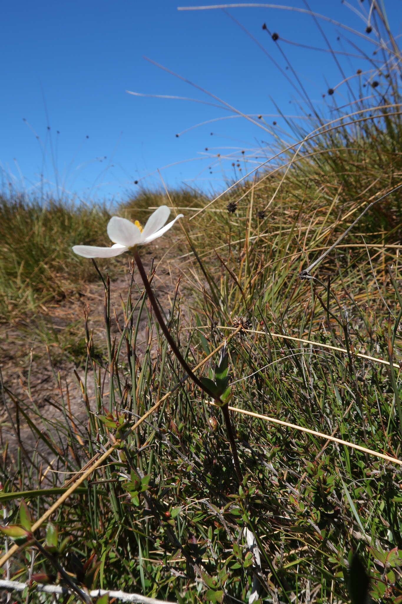 Слика од Knowltonia crassifolia (Hook.) Christenh. & Byng