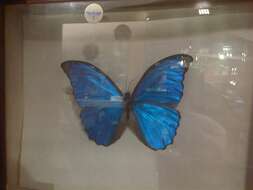 Image of Blue Morpho