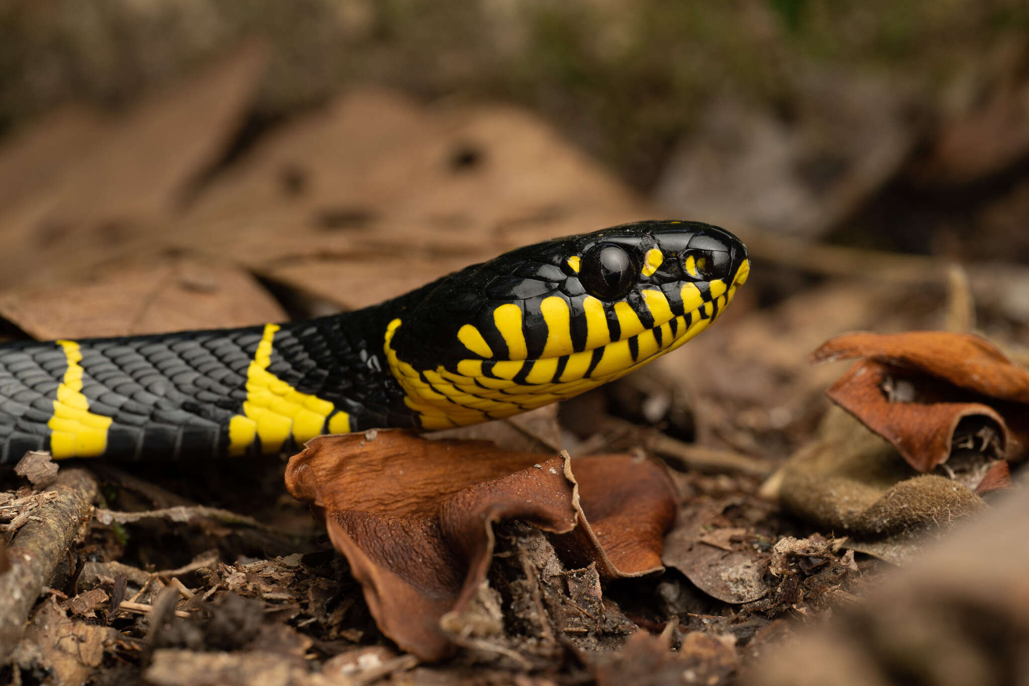 Image of Boiga dendrophila annectens (Boulenger 1896)