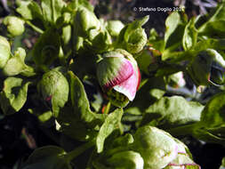 Plancia ëd Helleborus foetidus L.