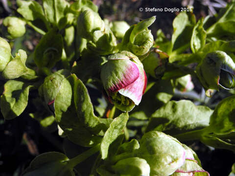 Image of Stinking Hellebore