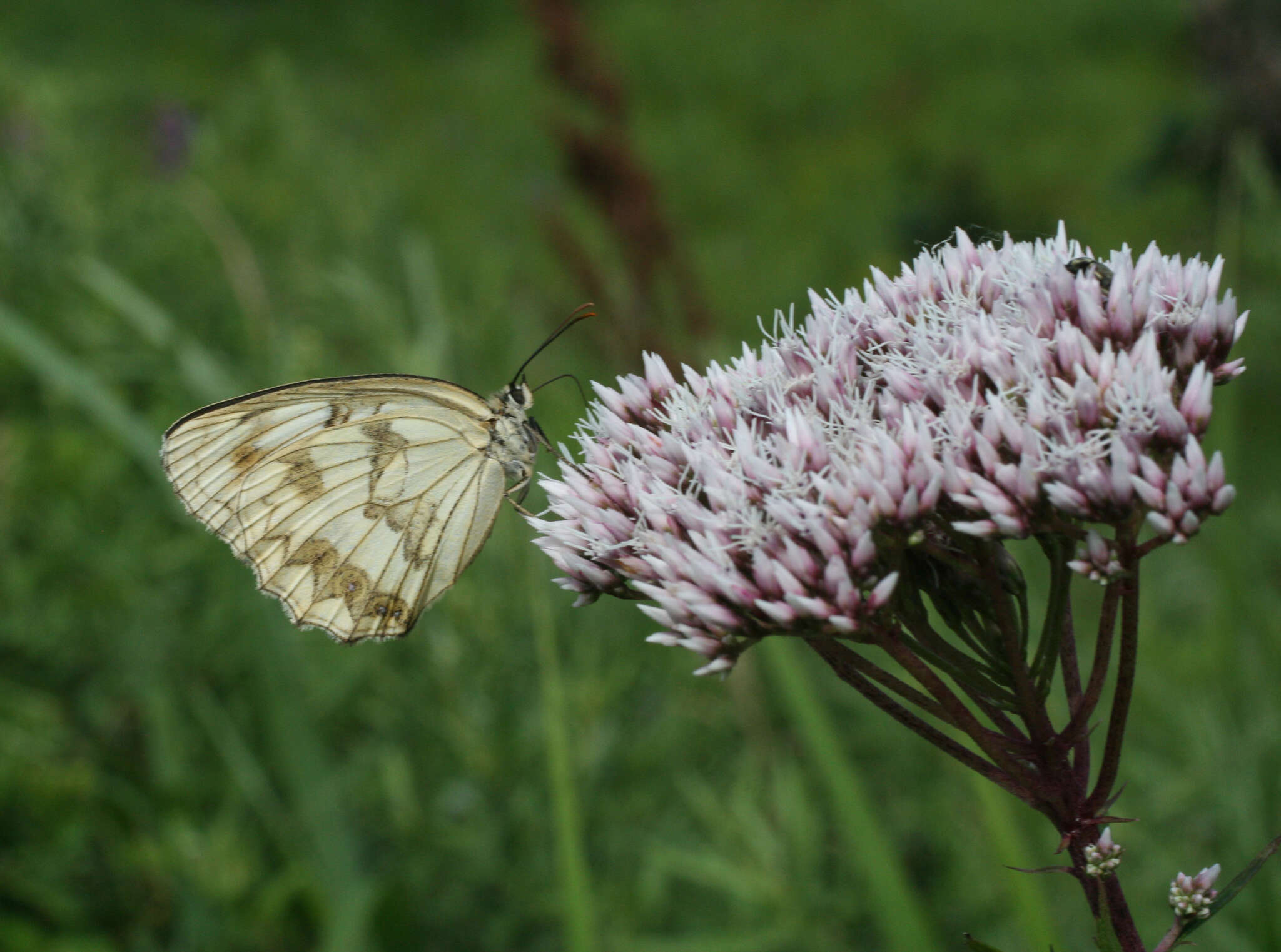 Eupatorium lindleyanum DC. resmi