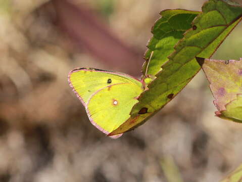 Image of <i>Colias nilagiriensis</i>