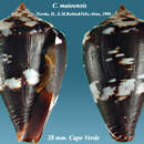 Image of Conus maioensis