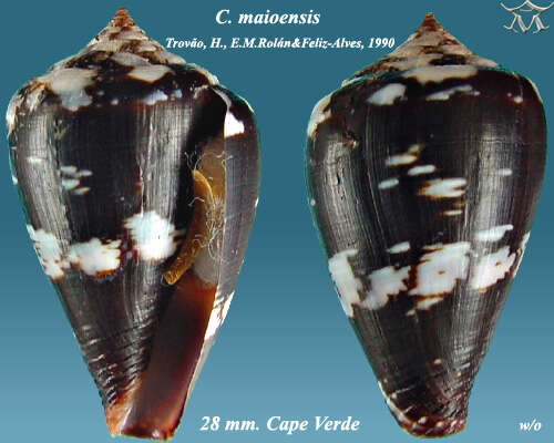 Image of Conus maioensis