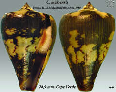 Image of Conus maioensis