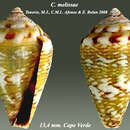 Conus longilineus Röckel, Rolán & Monteiro 1980的圖片