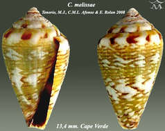 Image de Conus longilineus Röckel, Rolán & Monteiro 1980