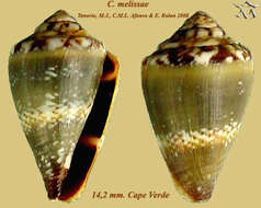 Image de Conus longilineus Röckel, Rolán & Monteiro 1980